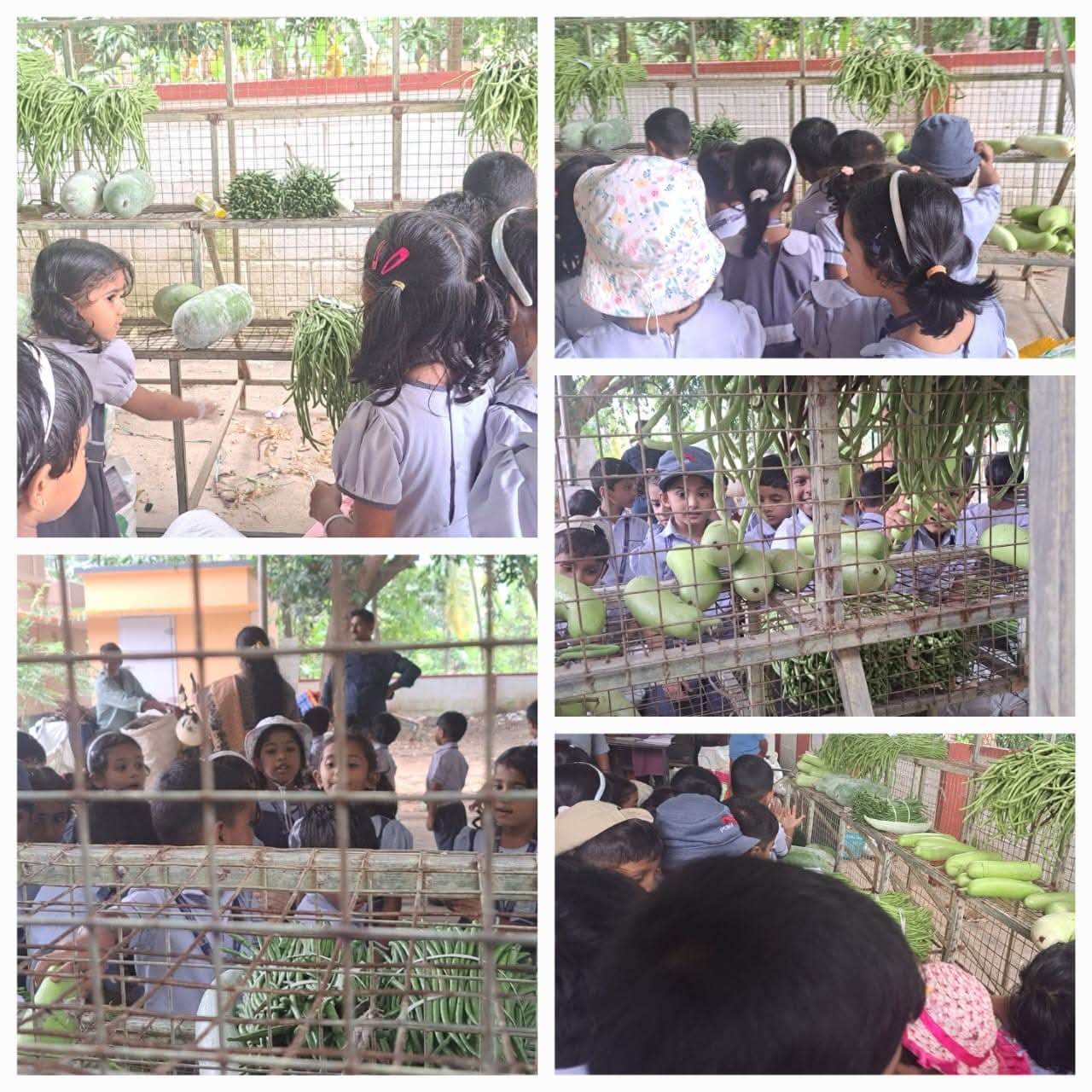 Vegetables day celebration